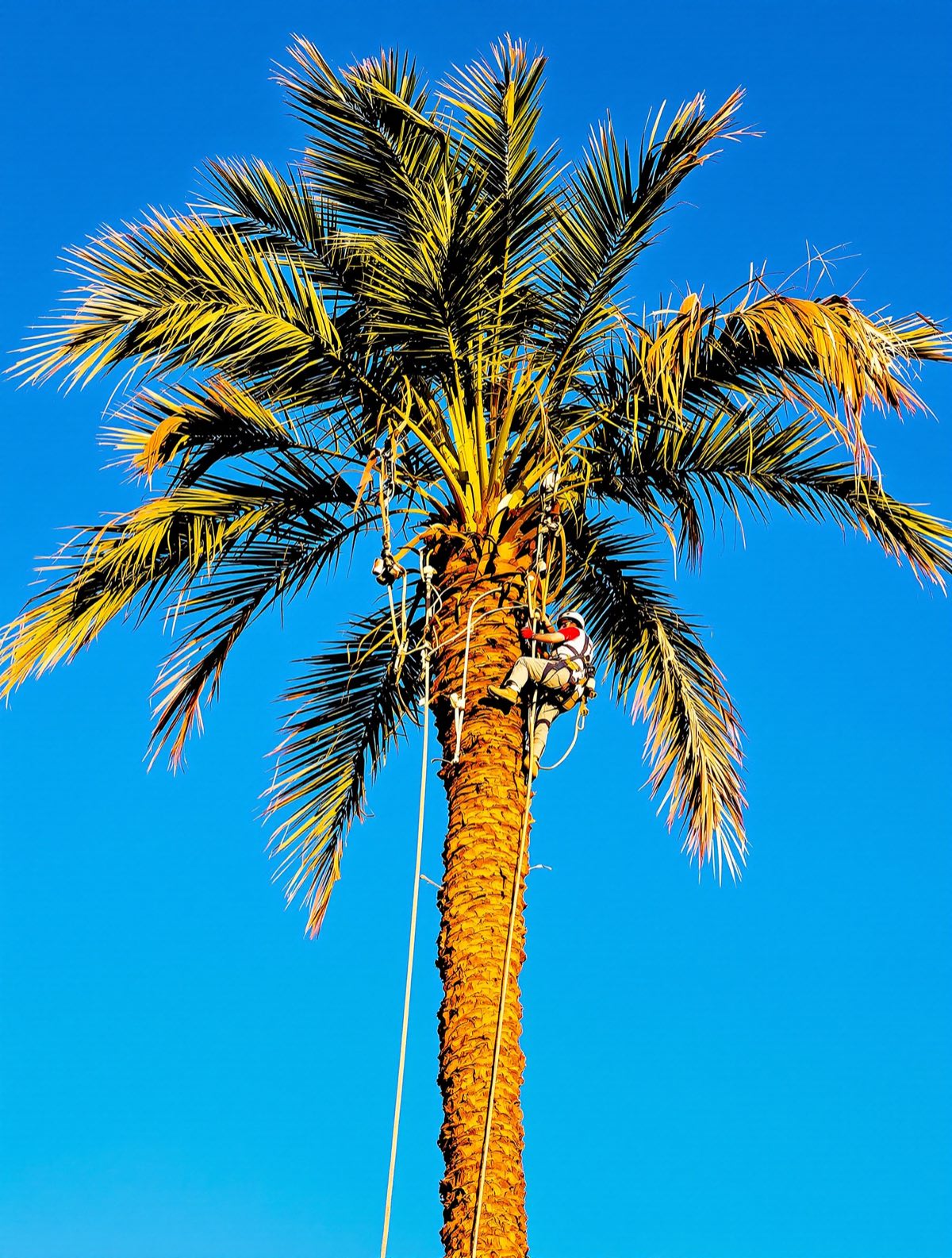 Palm Squad worker high in a Mexican fan palm, trimming fronds against a deep blue Arizona sky