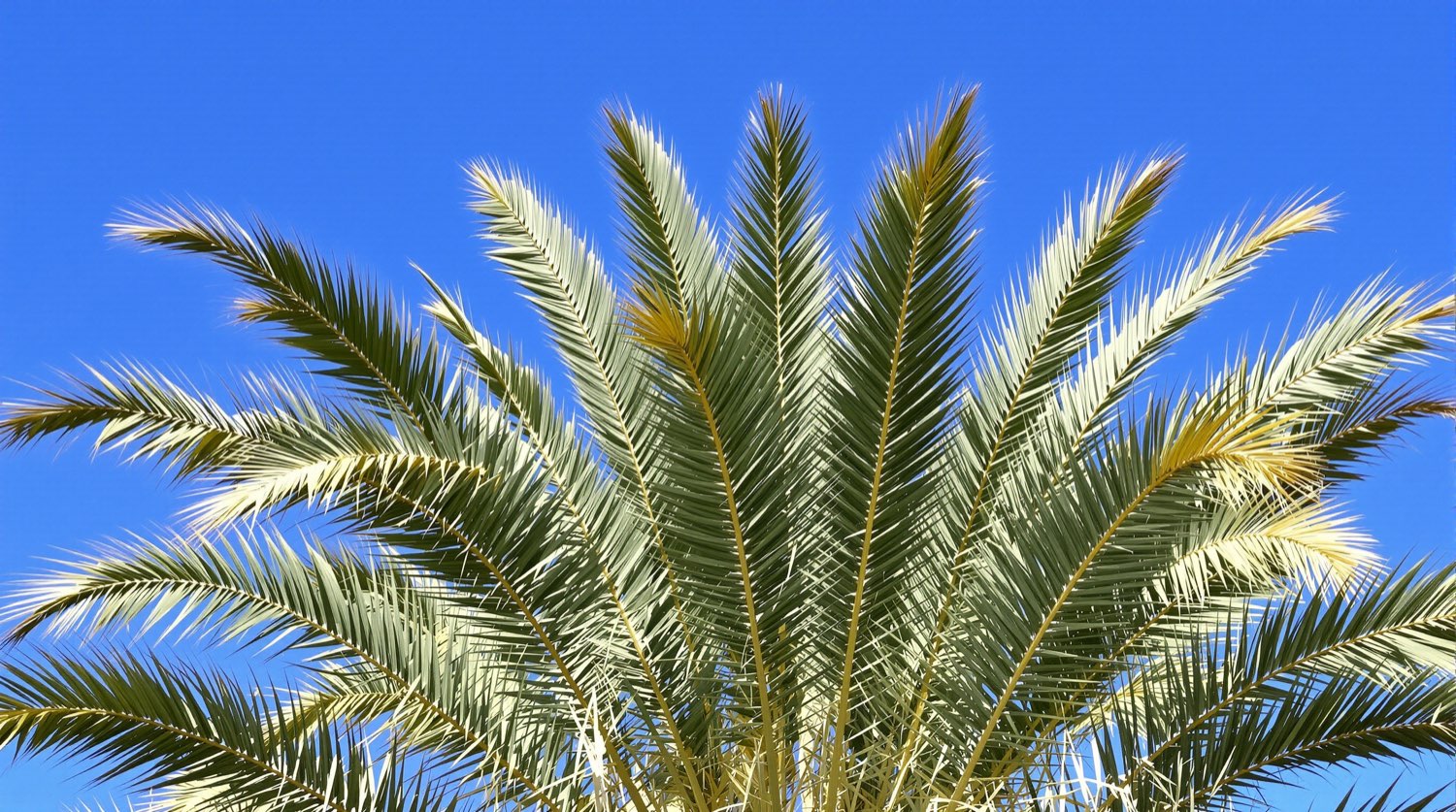A freshly trimmed palm crown against a blue Arizona sky